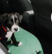 “Soy veterinaria y esto es lo que debes hacer para que tu perro o gato se acostumbre a viajar en el coche”