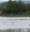La sequía reduce las aves que crían en los Aiguamolls de l’Empordà