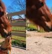 La tierna amistad entre un caballo y un cachorro de golden retriever: “Amor verdadero”