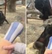 Le enseñan a un chimpancé en el zoo su pierna ortopédica y la reacción no tiene precio