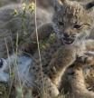 El lince ibérico sale de la uci y deja de ser catalogado especie en peligro de extinción