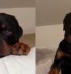 El rottweiler más mimoso de Internet.
