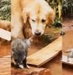 Un golden retriever se las ingenia y sorprende con su manera de rescatar a un gato bebé de un río