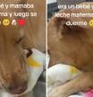 El tierno ritual de Txistu, el perro que simula que amamanta leche materna para irse a dormir