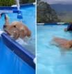 Las hilarantes clases de natación de un golden retriever: 