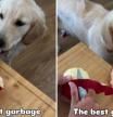 La hilarante manera en la que un golden retriever acaba con los restos de la piel de manzana: