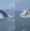 Varios navegantes salen lanzados de una embarcación por el ataque de una ballena