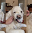 El golden retriever hace expresiones poco comunes con su rostro