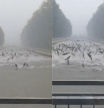 Centenares de peces saltan en un río a causa de las fuertes lluvias en China