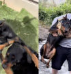 El doberman tiene mucho carácter, pero cuando tiene que cruzar un río le da miedo