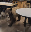 El oso se paseó por la clase, donde no había nadie