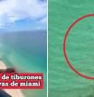 Graba como una mujer se baña tranquilamente en la playa sin saber que tiene a dos tiburones nadando junto a ella