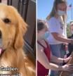 Las redes se enamoran con las cosas que hace este golden retriever: “Somos afortunados de vivir en su mundo”