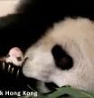 Los pandas gigantes gemelos de Hong Kong cumplen un mes