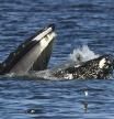 Captan un hecho insólito: el momento exacto en el que una foca termina en la boca de una ballena