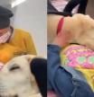 Así es el Dogtor Aldo, el labrador que acompaña a los niños en una clínica dental