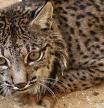 El nuevo Govern promueve de manera activa la reintroducción del lince en Catalunya