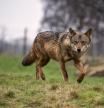 El lobo seguirá blindado en España pese a la ofensiva en la UE para cazarlo