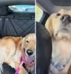 La hilarante reacción de una golden retriever en el túnel de lavado del coche: