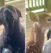 La emotiva escena que muestra el amor entre un corzo y un perro: “Encontré a Bambi”