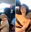 La tierna manera en la que un perro se duerme en el hombro de su amiga en el coche: 