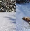 La enternecedora reacción de un golden retriever al sentir la nieve por primera vez: “Llorando al mediodía ya”