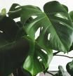 Mi monstera tiene las hojas amarillas: ¿qué le pasa y cómo lo soluciono?