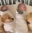 El golden retriever, emocionado, por conocer al nuevo miembro de la familia