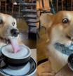 El corgi disfrutó de su propia bebida.