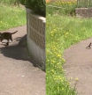 La urraca persigue al gato durante más de un minuto