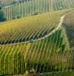 Panorámica de los viñedos de Langhe