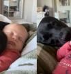 La tierna actitud de un labrador con su hermano humano recién nacido: “Serán grandes compañeros”