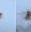 La divertida escena en la que un golden retriever sale a jugar con la nieve: “Está llegando el invierno”