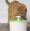 Un gato con una fuente de agua automática