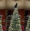 gato arbol navidad