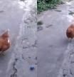 La gallina acude cuando su dueña la llama.