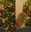 El golden retriever y su árbol de Navidad.