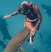 Una turista pierde las dos manos al querer hacer una foto con un tiburón