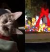 El gatito quedó sorprendido con las luces navideñas