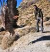 Liberación del quebrantahuesos Veleta en el espacio natural de Sierra Nevada