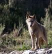 Ganaderos dicen que hay que coexistir con el lobo, pero también controlarlo: “Gran parte de la sociedad lo acepta”