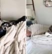 Dos huskies intentan sacar a su dueño de la cama y el resultado es hilarante: 