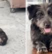 El emotivo rescate de un cachorro abandonado en la calle al que le ha cambiado la vida: 