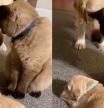 Un labrador tiene bebés, su hermano gato se convierte en 