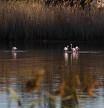 Un nuevo mirador para divisar los flamencos del delta del Llobregat