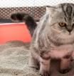 Adiós a la eliminación inadecuada en gatos domésticos: soluciones prácticas y efectivas