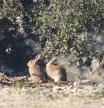 Los grupos ecologistas denunciarán el uso de un veneno para controlar los conejos en Catalunya