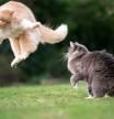 ¿Tu gato se pelea con otros gatos? Cómo entender y solucionar la agresividad felina