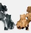 Atapuerca revela el rostro humano más antiguo de Europa Occidental