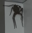Un australiano encuentra una araña gigante en su casa y millones de personas alucinan: “¿Ya tiene llaves de la casa?”